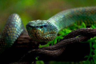 Venomous snake tropidoleamus subannulatus standing on the branch