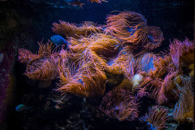 Close-up of coral swimming in sea