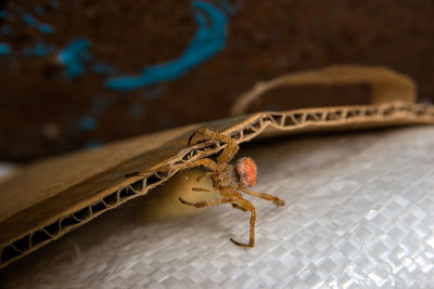 Close-up of insect on floor