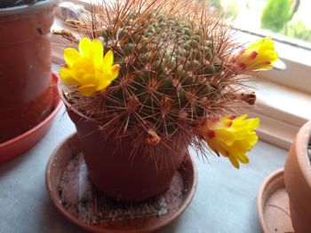 High angle view of yellow potted flower on table