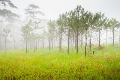 Scenic view of trees on field against sky