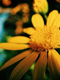 Close-up of yellow flowering plant