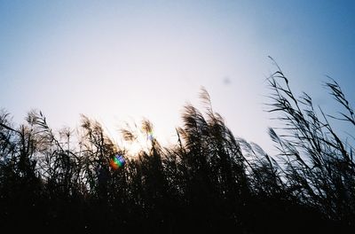 Low angle view of silhouette plants against sky
