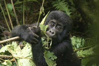 Baby gorilla playing 