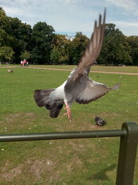 Bird flying over field against sky