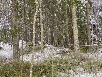 Trees growing on field in forest