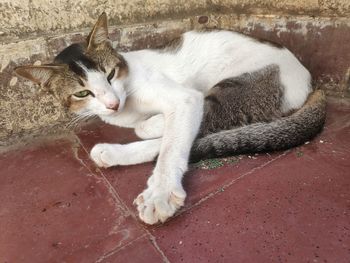 High angle view of cat sleeping