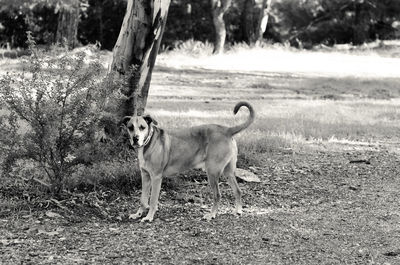 Dog on field