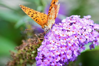 Argynnis speyeria aglaja, this photo is taken by me in my garden. the plant is a purple buddleja. 