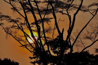 Low angle view of silhouette tree against sky during sunset