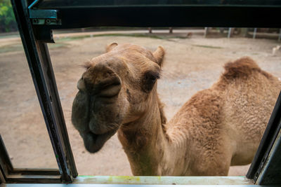 Close-up of camel