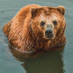 High angle view of bear in lake