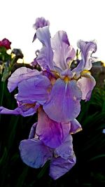 Close-up of purple flowers blooming
