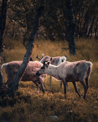 Close up shot of reindeers in northern norway