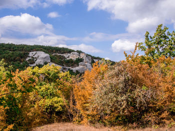 View of autumn trees against cloudy sky