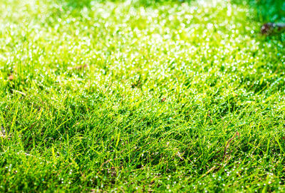 Full frame shot of grass