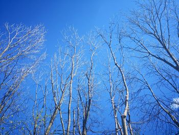 Low angle view of bare trees against clear blue sky