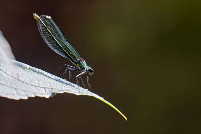 Close-up of grasshopper