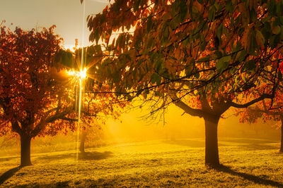 Sunlight streaming through trees on field during sunset