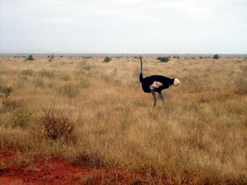 Horse in a field