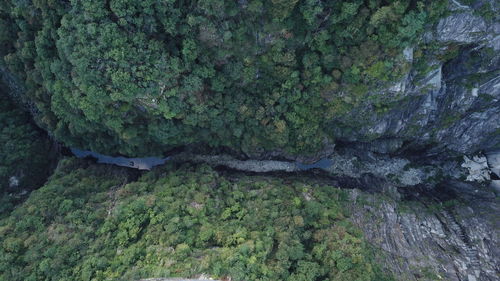 Full frame shot of rocks by trees in forest