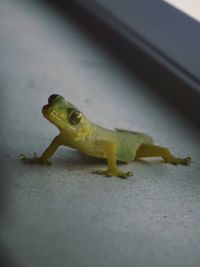 Close-up of frog on leaf