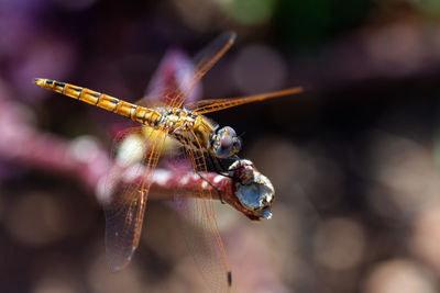 Close-up of dragonfly on twig