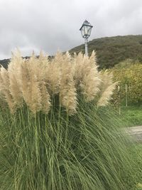 Scenic view of land against sky