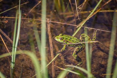 A beautiful common green water frog enjoying sunbathing in a natural habitat at the forest pond. 