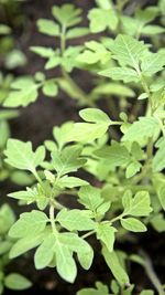 Close-up of green leaves