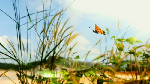 Close-up of butterfly on plant against sky