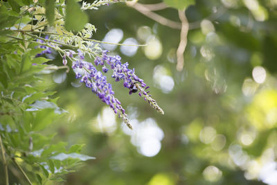 Close-up of purple flowering plant