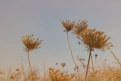 Close-up of wilted plant on field against sky