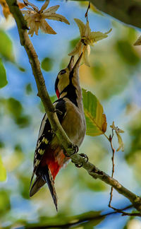 Close-up of bird perching on branch