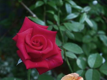 Close-up of red rose