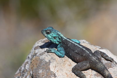 Close-up of lizard