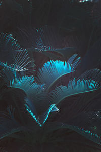 Close-up of illuminated plants at night