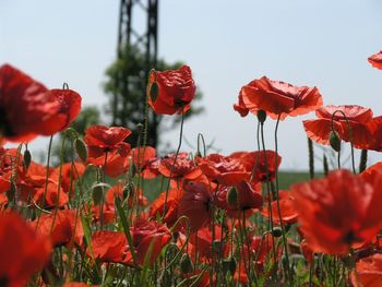 Close-up of red poppy flowers against sky