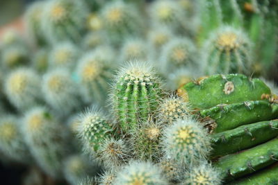 Close-up of prickly pear cactus