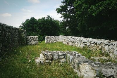 Plants growing on a stone wall