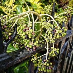 Close-up of fruits growing on tree