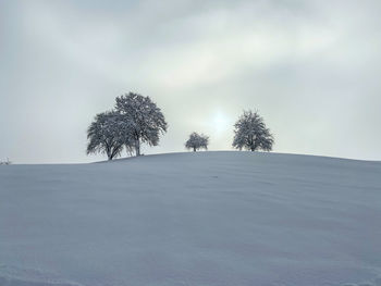 Trees on snow covered field against sky