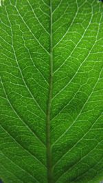 Full frame shot of green leaves