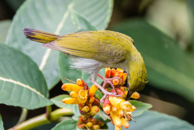 Close-up of bird perching on flower