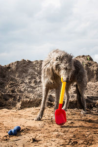 Close-up of horse on beach against sky