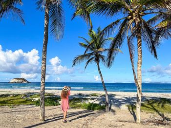 El agua beach with an alley of tall bounty palm trees on margarita island in venezuela