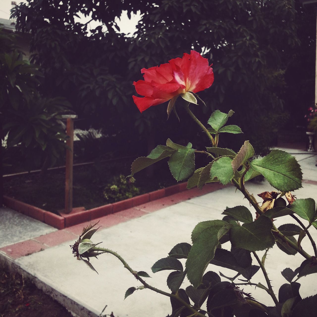 flower, leaf, petal, freshness, fragility, growth, plant, flower head, beauty in nature, nature, red, blooming, stem, pink color, rose - flower, in bloom, close-up, blossom, potted plant, no people