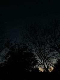 Low angle view of bare trees against sky at night