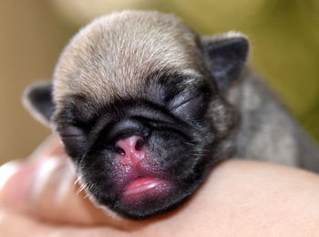 Close-up of hand holding puppy
