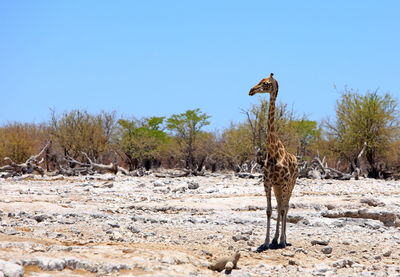 Giraffes standing on field against clear blue sky